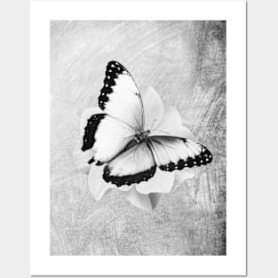 Beautiful Butterfly Posters and Art